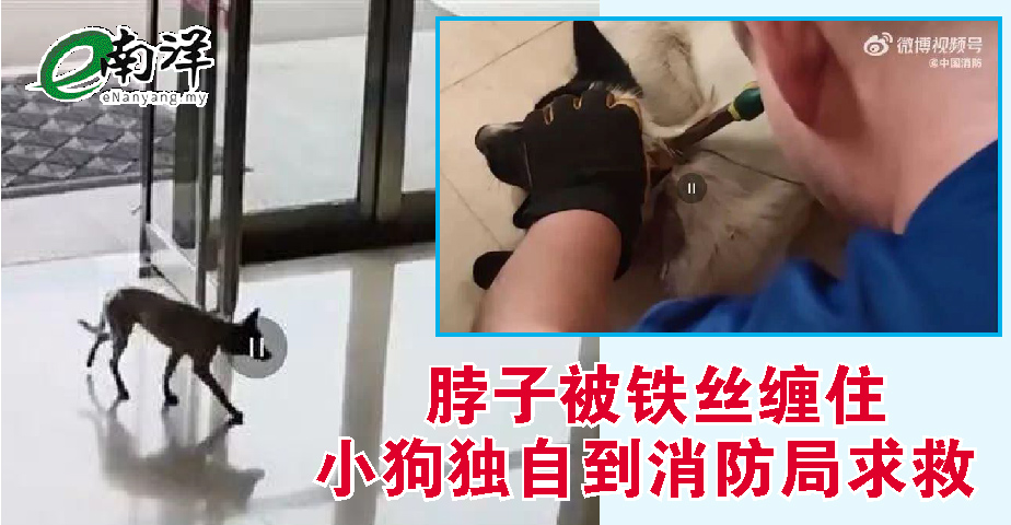 脖子被铁丝缠住 小狗独自到消防局求救